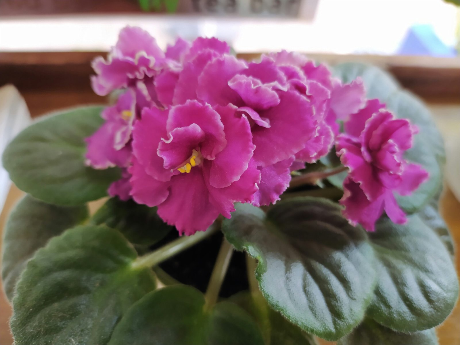 Conhecendo a Violeta Africana: A Flor Encantadora da Saintpaulia